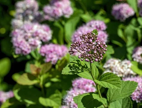 Selective focus of the meadow rose or Spiraea splendens blooming in garden... Stock Photos