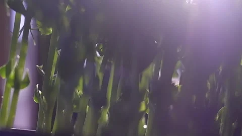 Selective focus. Micro greens in a pot. Sprouts of green peas. Stock Footage 188304673