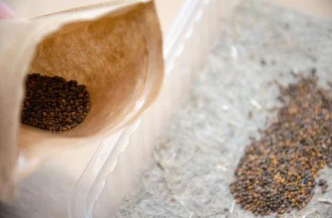 Selective focus microgreen seeds in pack on background of dry linen mat. Stock Photos