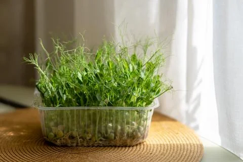 Selective focus. Microgreens in a container on a kitchen counter. Fresh jui.. Stock Photos