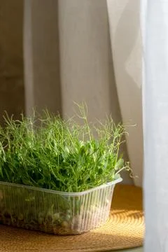 Selective focus. Microgreens in a container on a kitchen counter. Fresh jui.. Stock Photos