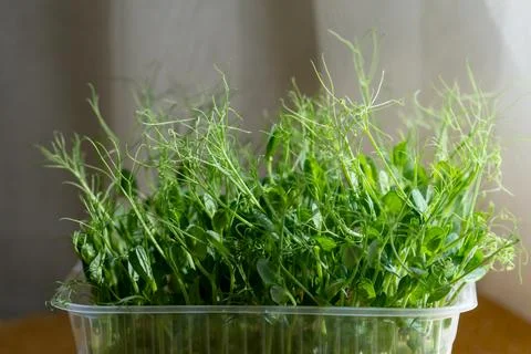 Selective focus. Microgreens in a container on a kitchen counter. Fresh jui.. Stock Photos