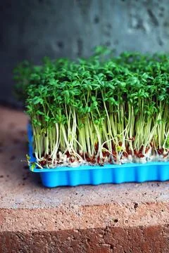 Selective focus. Microgreens grow in a tray. Germination of microgreens. Stock Photos