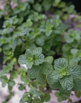 Selective focus of mint plant grow in the garden. Stock Photos