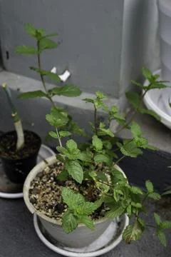Selective focus of mint plant growing in the garden Stock Photos