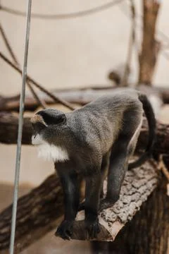 Selective focus monkey ropes sitting Stock Photos