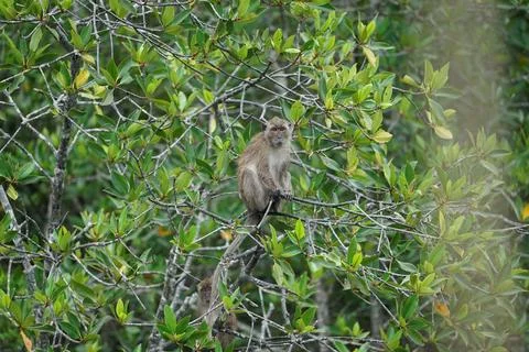 Selective focus on monkey sits on the branches of mangrove trees with blurr.. Stock Photos