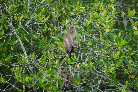 Selective focus on monkey sits on the branches of mangrove trees with blurr.. Stock Photos