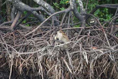 Selective focus on monkey sits on the roots of mangrove trees and eats wate.. Stock Photos