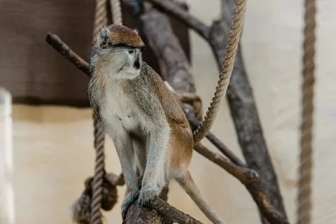 Selective focus monkey sitting ropes Stock Photos