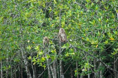 Selective focus on monkeys sit on the branches of mangrove trees with blurr.. Stock Photos
