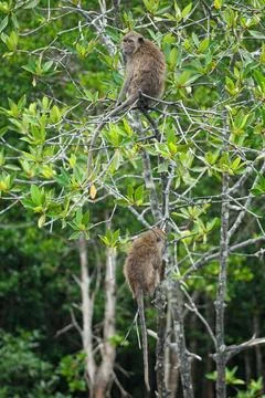 Selective focus on monkeys sit on the branches of mangrove trees with blurr.. Stock Photos