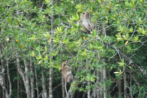 Selective focus on monkeys sit on the branches of mangrove trees with blurr.. Stock Photos