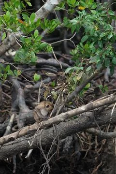 Selective focus on monkeys sit on the roots of mangrove trees with blurred .. Stock Photos