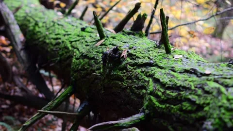 Selective focus moss fallen tree Stock Footage 254586505