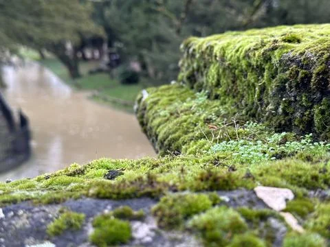 Selective focus on moss on a stone, river on the background Stock Photos