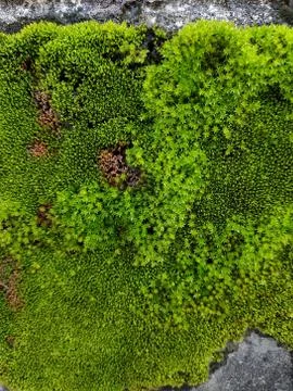 Selective focus of moss on wall Stock Photos