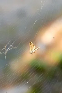 Selective focus on a moth caught in a spider's web Stock Photos