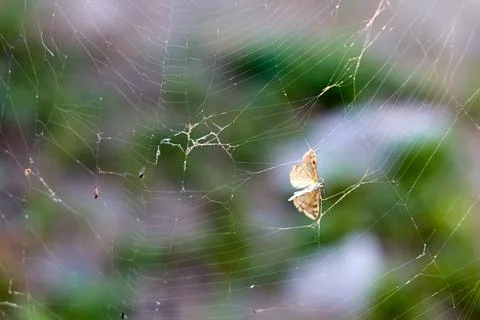 Selective focus on a moth caught in a spider's web Stock Photos