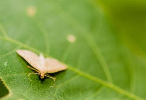 Selective focus of moth on green leaf Stock Photos