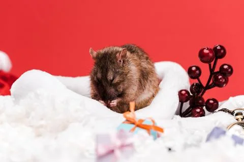 Selective focus mouse santa hat Stock Photos