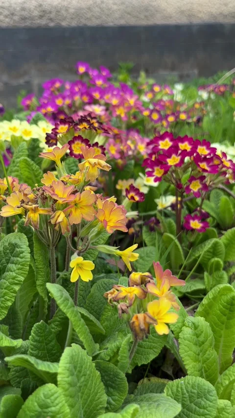 Selective focus multicolored primrose flowers in spring garden Stock Footage 334328767