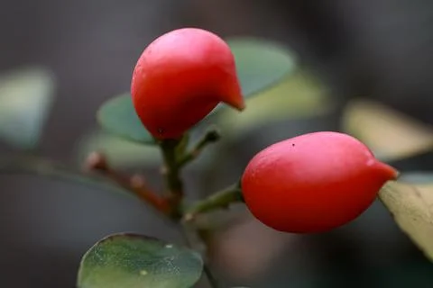 Selective focus of murraya paniculata fruit Stock Photos