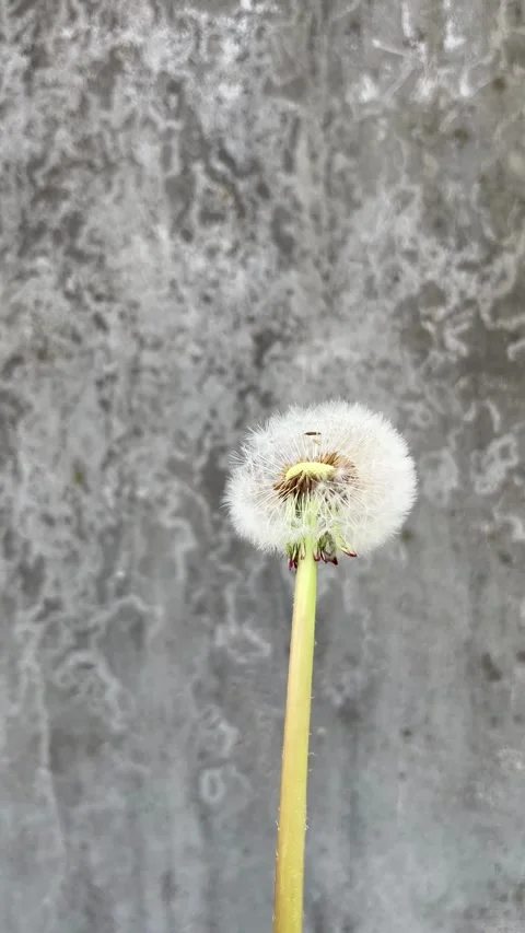 Selective focus natural dandelion seed dispersion scene Stock Footage 334329199