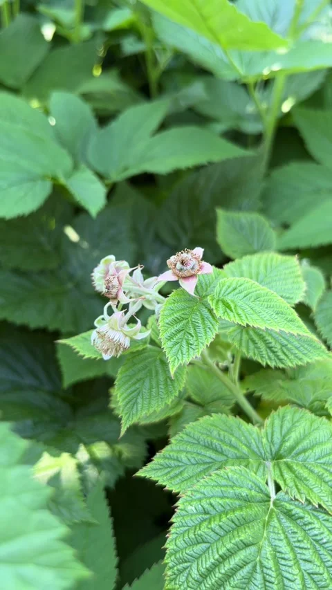 Selective focus natural raspberry bush in bloom season Stock Footage 335589101