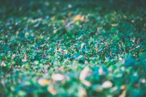 Selective focus natural seamless background of green leaves Stock Photos