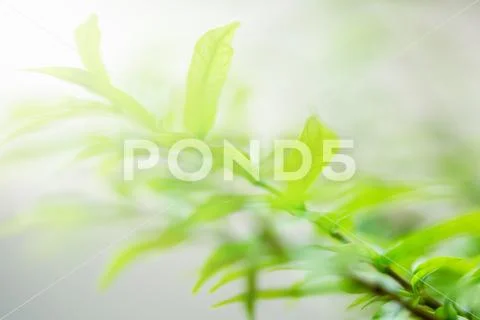 Selective focus to nature view of green leaf on blurred greenery background Stock Photos