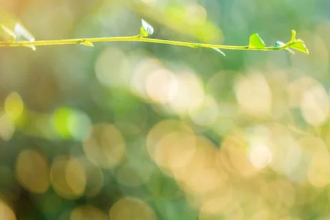 Selective focus to nature view of green leaf on blurred greenery background Stock Photos