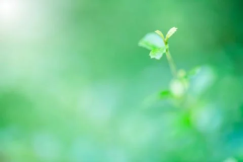 Selective focus to nature view of green leaf on blurred greenery background Stock Photos