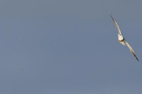 Selective focus with negative space featuring a laughing gull  in flight Stock Photos