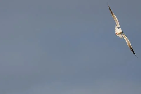 Selective focus with negative space featuring a laughing gull in flight Фото