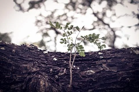 Selective focus New Born Germinating Bright Green Leaves. Fresh green young p Stock Photos