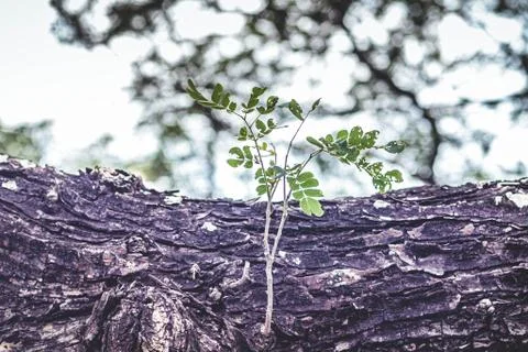 Selective focus New Born Germinating Bright Green Leaves. Fresh green young p Stock Photos