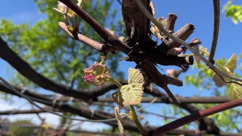 Selective focus new growth on grapevine close-up macro Stock Footage 334327115