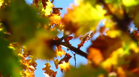 Selective focus on oak tree leaves Stock Footage 59104386