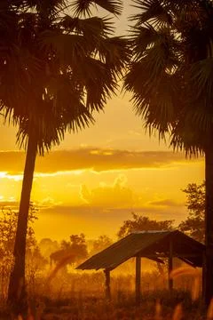 Selective focus on old hut in forest near sugar palm tree in the morning. Gol 库存照片