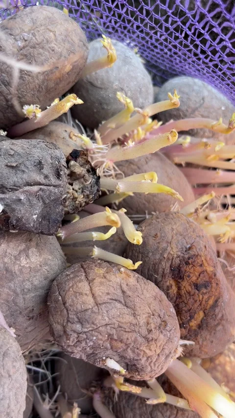 Selective focus old potatoes with sprouts in net sack Stock Footage 335588729