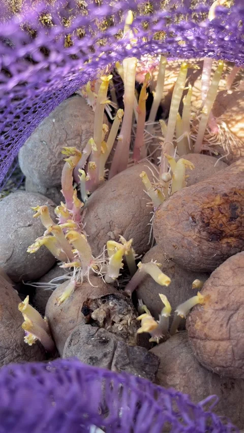 Selective focus old seed potatoes sprouting in net bag Stock Footage 335588654