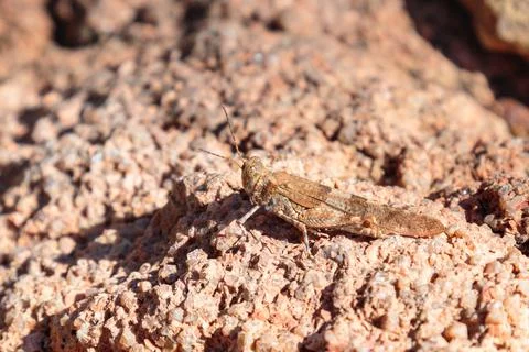 Selective focus of one brown grasshopper on a rock Stock Photos
