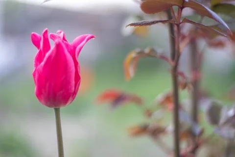 Selective focus of one pink or lilac tulip in a garden with green leaves. Blu Stock-Fotos