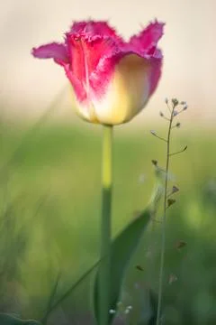 Selective focus of one pink or lilac tulip in a garden with green leaves. Blu Stock-Fotos