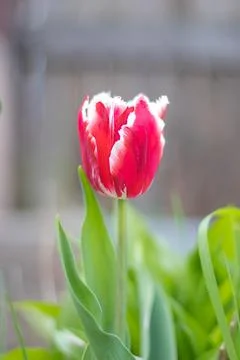 Selective focus of one red tulip in the garden with green leaves. Blurred bac Foto stock