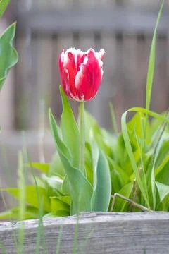 Selective focus of one red tulip in the garden with green leaves. Blurred bac Stock Photos