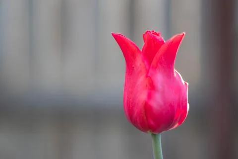 Selective focus of one red tulip in the garden with green leaves. Blurred bac Stock Photos
