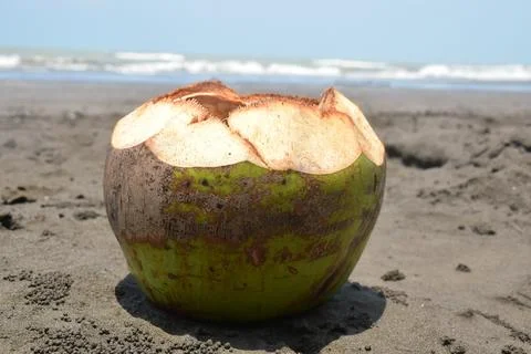 Selective focus of open coconut on the beach with sand and beach background Stock Photos