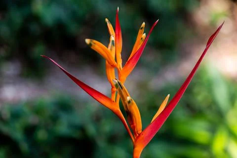 Selective focus of an orange and red wildflower Parrot Heliconia Stock Photos
